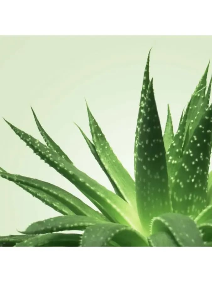 Смазка на водной основе Aloe Vera — фото 2